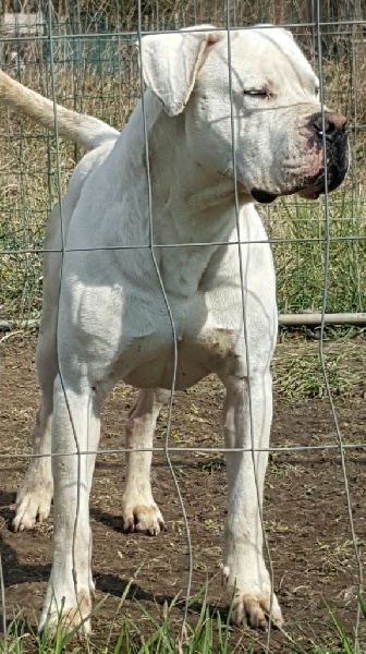 Gayac del huracàn blanco